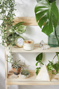 Abundance Candle — Light It With Intention